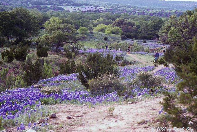 z14853588.willowcity#C48E9B