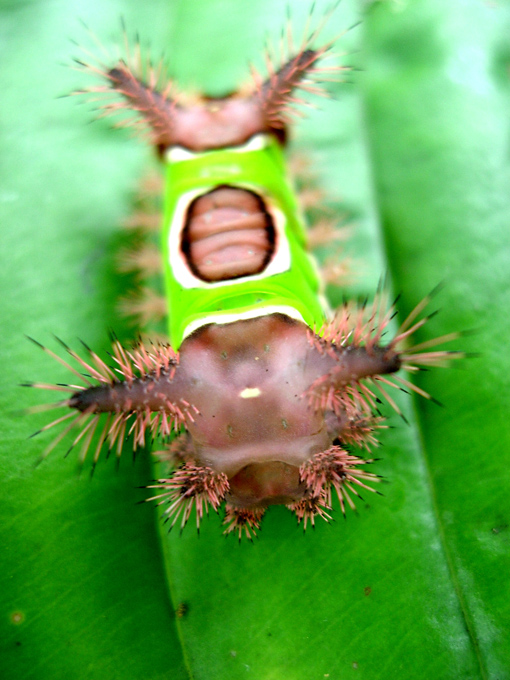 catapillar1