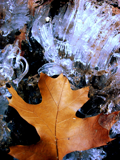 06.12 ice&leaf