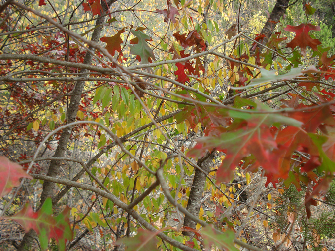 08.11 DSC00115 Eisen#C50681