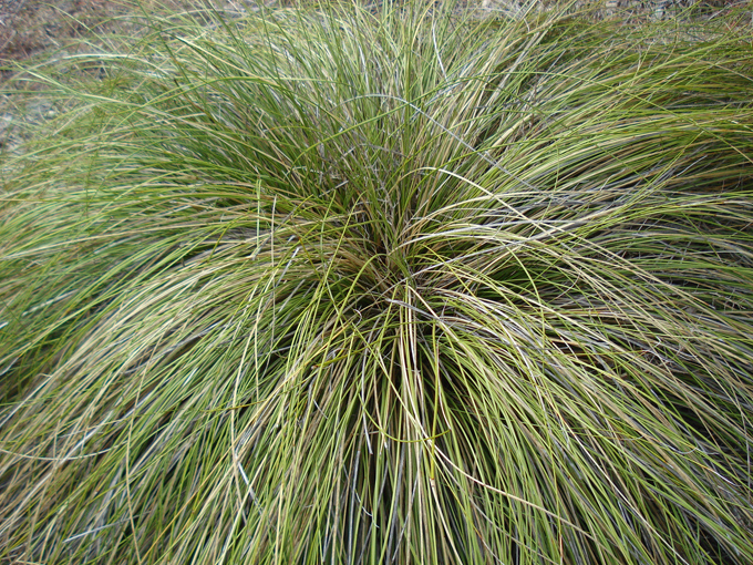 08.11 DSC00117 Eisen#C50683