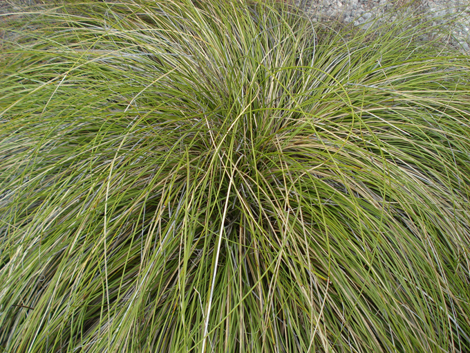 08.11 DSC00118 Eisen#C50684