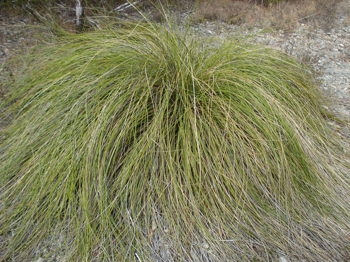 08.11 DSC00119 Eisen#C50685