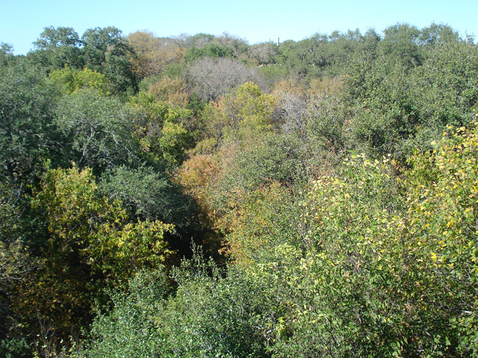 08.11 DSC00016 Home Garden