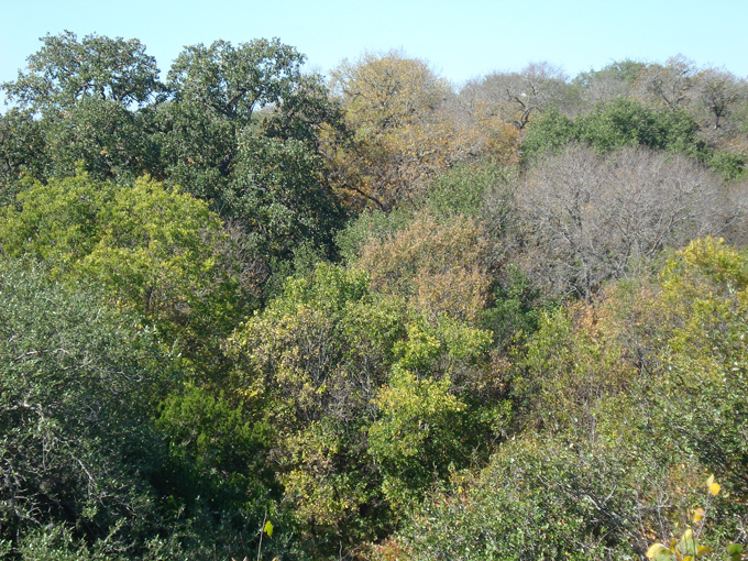 08.11 DSC00019 Home Garden