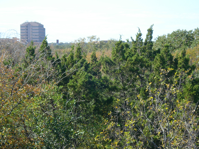08.11 DSC00021 Home Garden