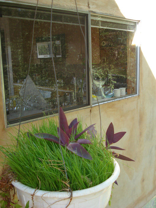 08.11 DSC00022 Home Garden