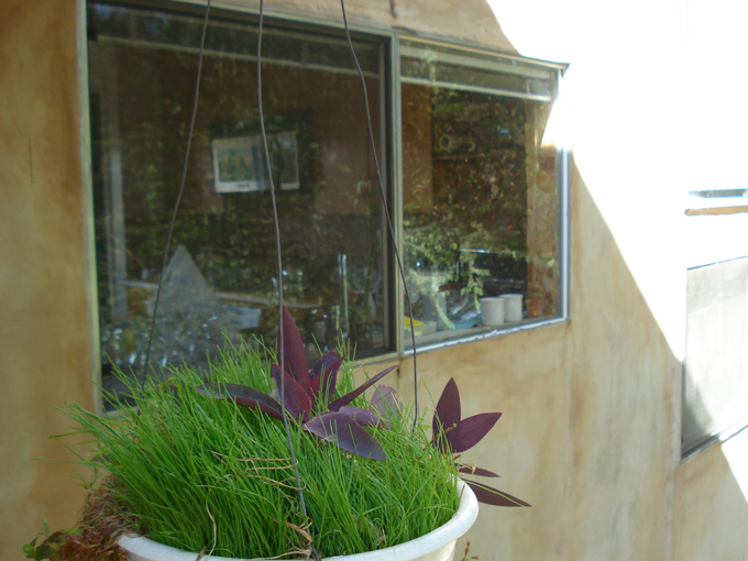 08.11 DSC00023 Home Garden