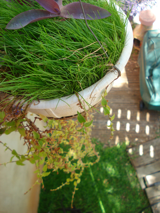 08.11 DSC00024 Home Garden