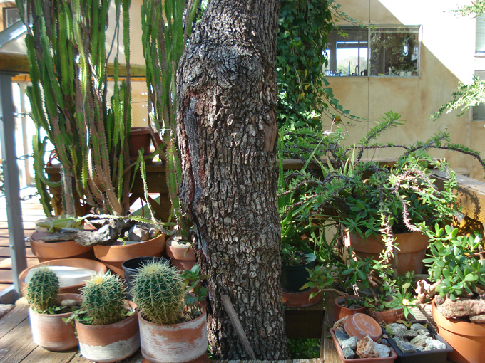 08.11 DSC00025 Home Garden