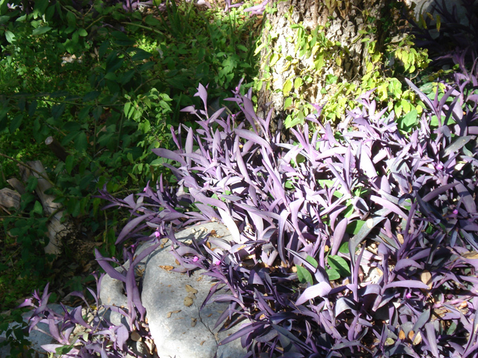 08.11 DSC00028 Home Garden