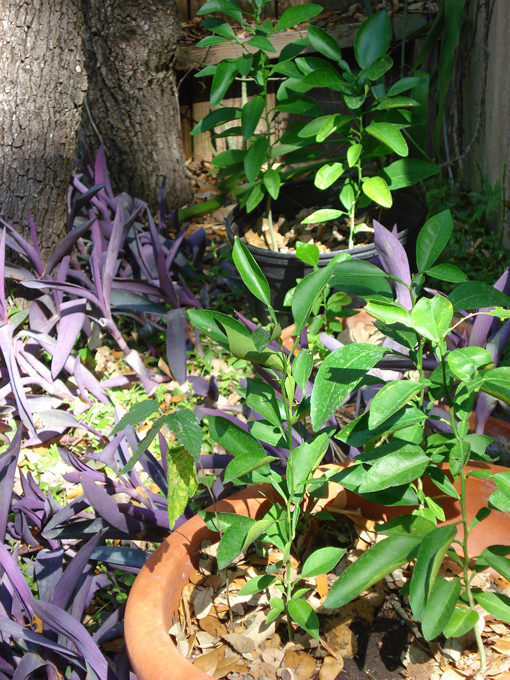 08.11 DSC00029 Home Garden