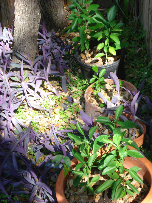 08.11 DSC00030 Home Garden