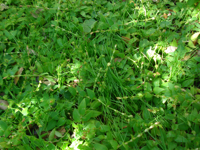 08.11 DSC00035 Home Garden