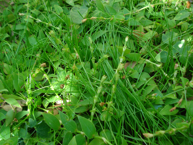 08.11 DSC00036 Home Garden