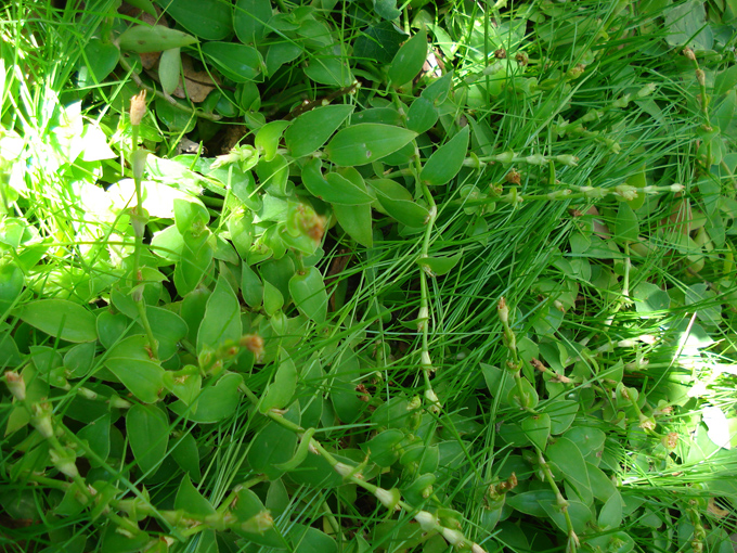 08.11 DSC00037 Home Garden