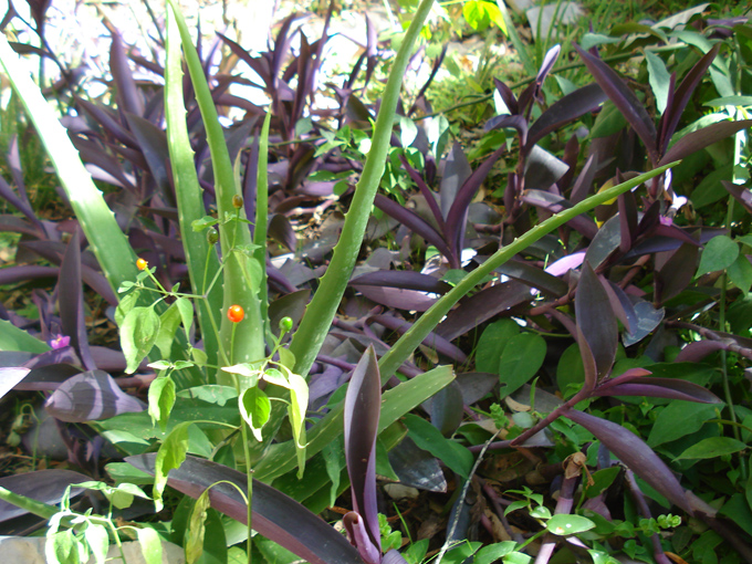 08.11 DSC00038 Home Garden