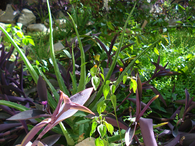 08.11 DSC00039 Home Garden