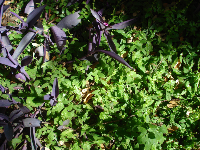 08.11 DSC00042 Home Garden