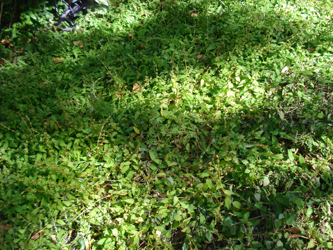 08.11 DSC00047 Home Garden