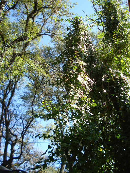 08.11 DSC00049 Home Garden