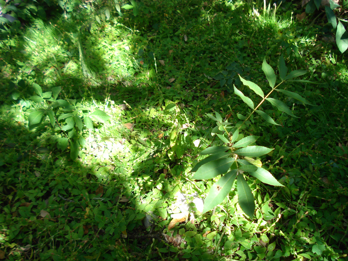 08.11 DSC00051 Home Garden