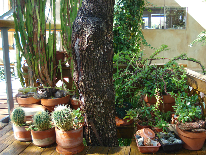 08.11 DSC00055 Home Garden