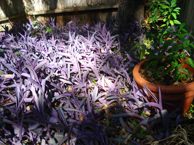 08.11 DSC00058 Home Garden