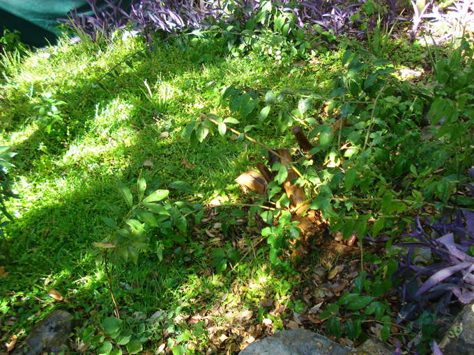 08.11 DSC00060 Home Garden