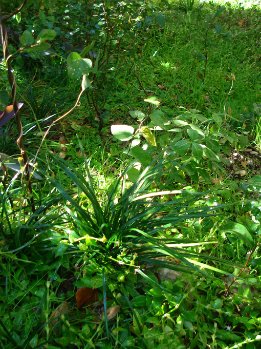 08.11 DSC00061 Home Garden