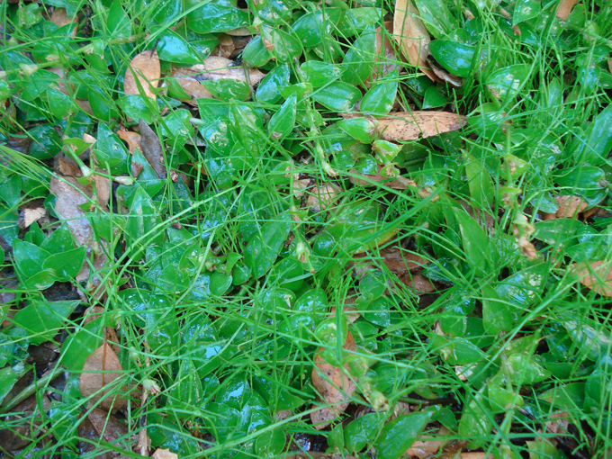 08.11 DSC00062 Home Garden