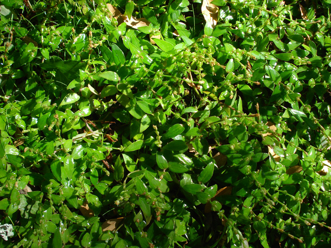 08.11 DSC00069 Home Garden