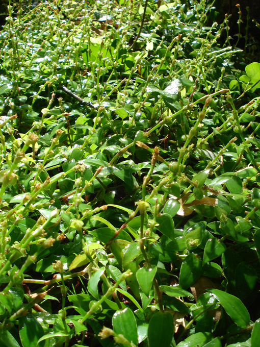 08.11 DSC00070 Home Garden