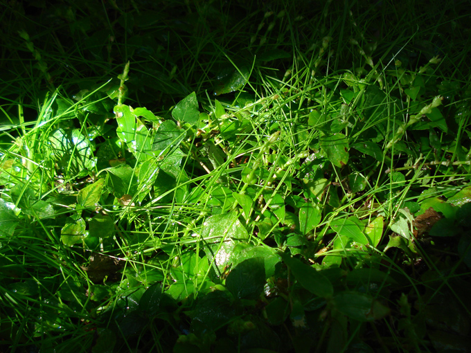 08.11 DSC00071 Home Garden