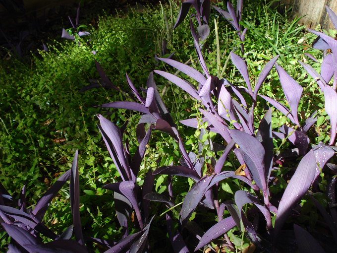 08.11 DSC00074 Home Garden