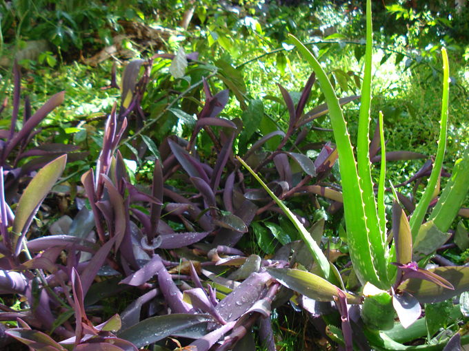 08.11 DSC00080 Home Garden