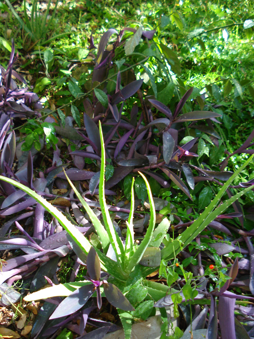 08.11 DSC00082 Home Garden