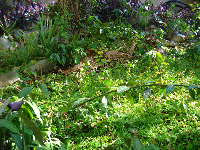 08.11 DSC00086 Home Garden