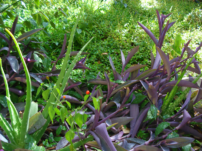 08.11 DSC00087 Home Garden