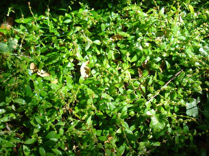 08.11 DSC00090 Home Garden