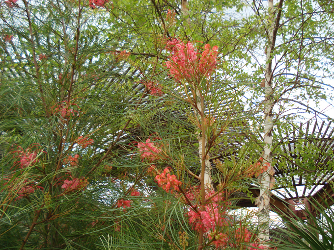 09.04 DSC00491 Flowers Red
