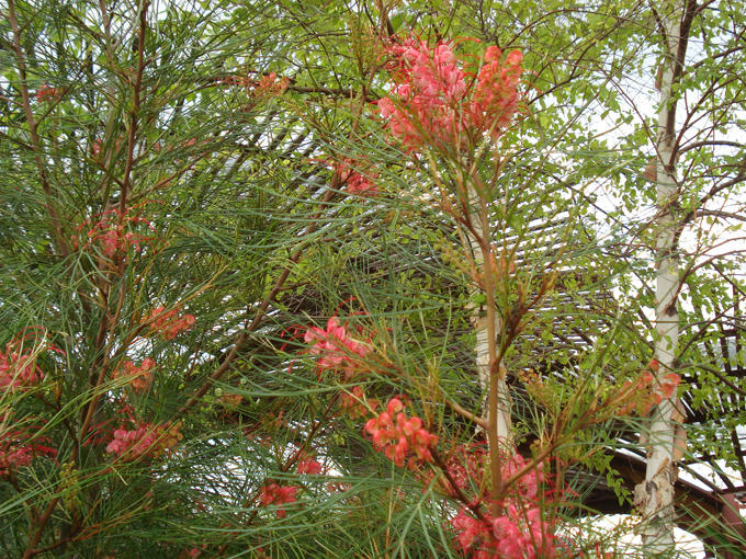 09.04 DSC00492 Flowers Red