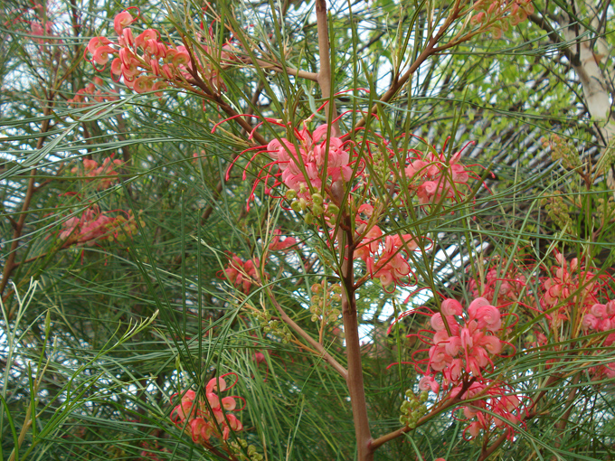09.04 DSC00494 Flowers Red