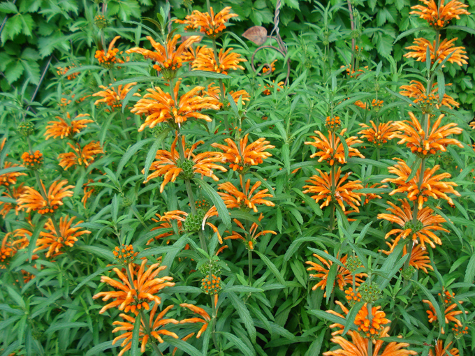 09.04 DSC00502 Flowe#C52B6A