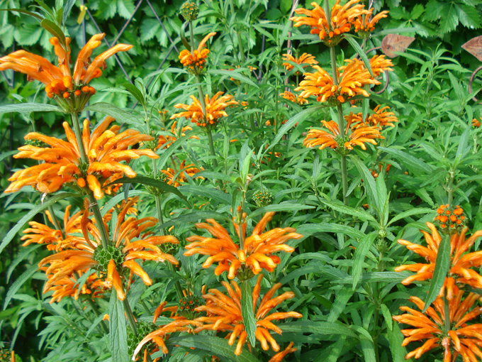 09.04 DSC00503 Flowe#C52B6B