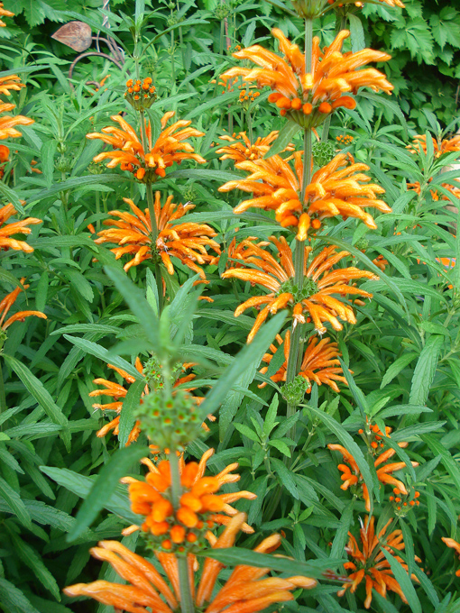 09.04 DSC00504 Flowe#C52B6C