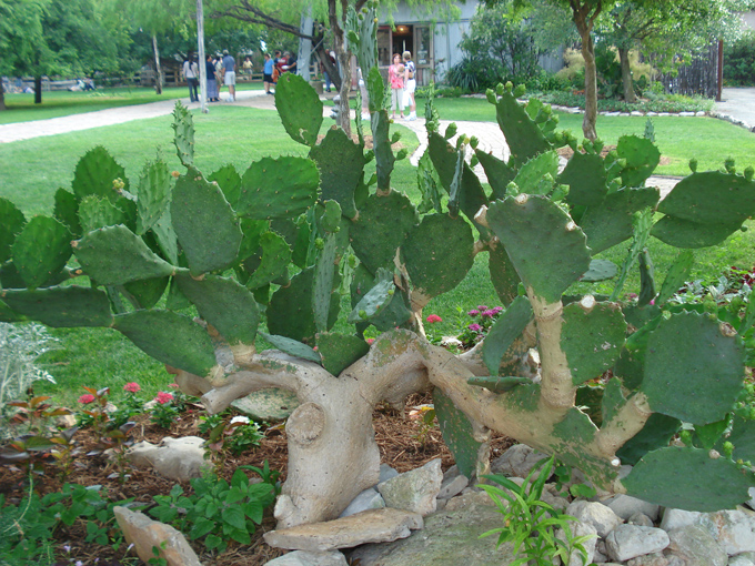 09.04 DSC00525 Cactu#C52B93