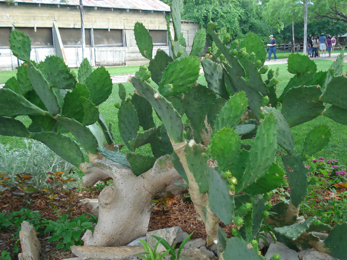 09.04 DSC00528 Cactu#C52B94