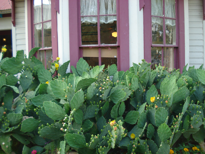 09.04 DSC00536 Cactu#C52B95