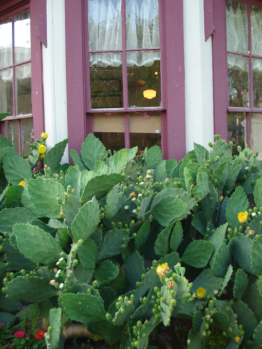 09.04 DSC00537 Cactu#C52B96